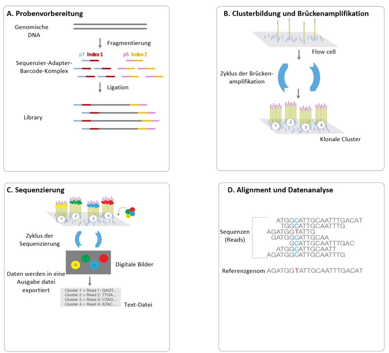 Next Generation Sequencing (NGS) – DNA-Diagnostik Hamburg ...